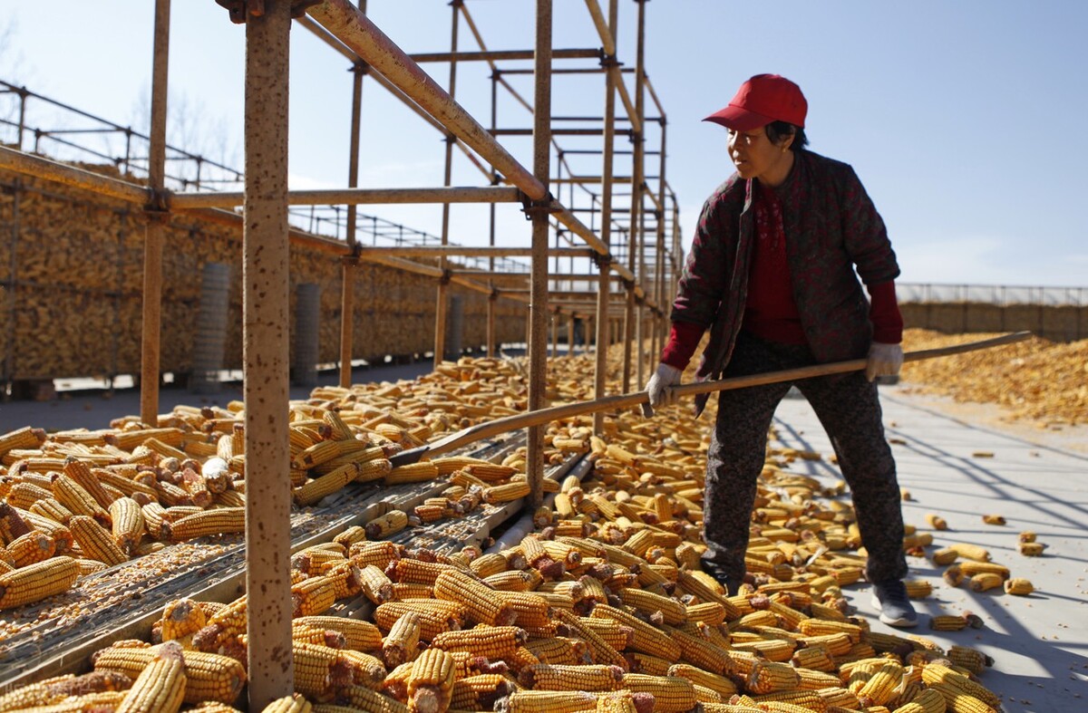 中国饲料靠进口吗,中国粮食安全靠什么