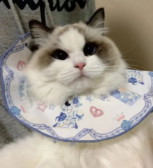 猫咪长大后毛色会变吗为什么,猫咪毛发长大会变吗