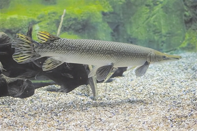 盘点放生错误,盘点那些无知的放生行为