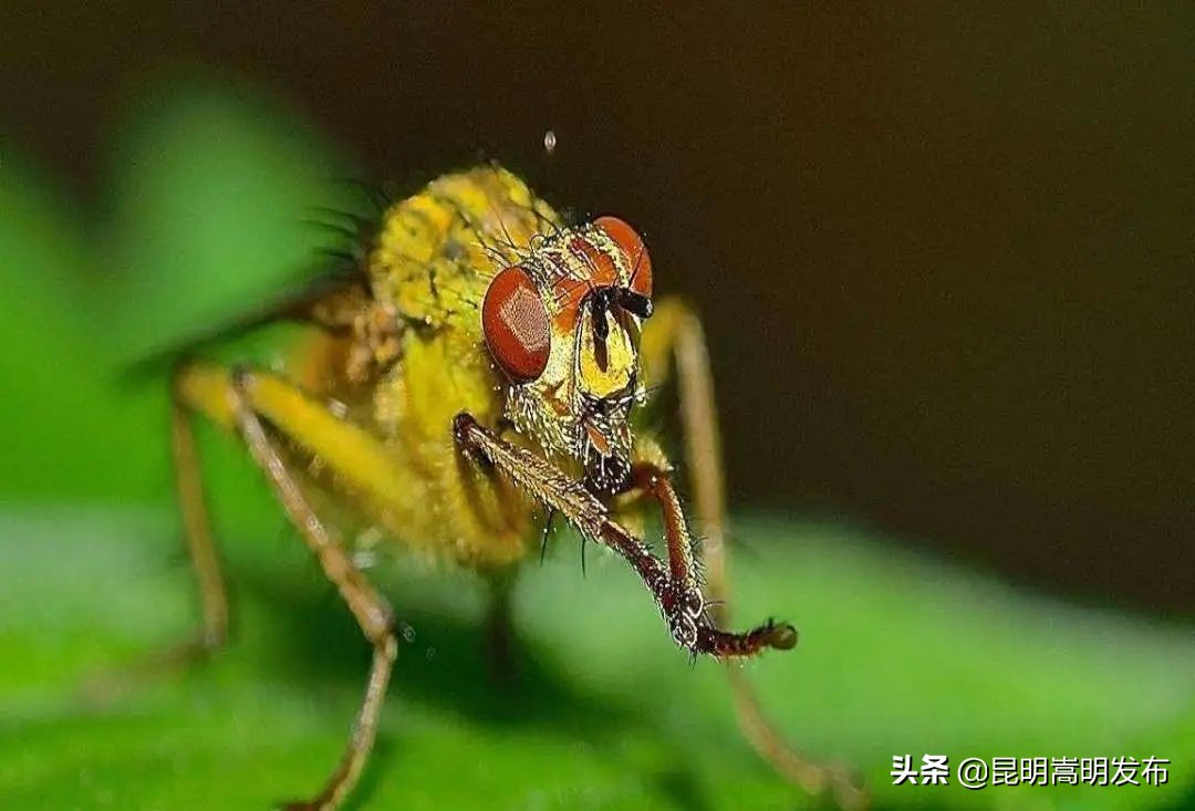 释放赤眼蜂防治虫害报道,赤眼蜂防治松毛虫方法