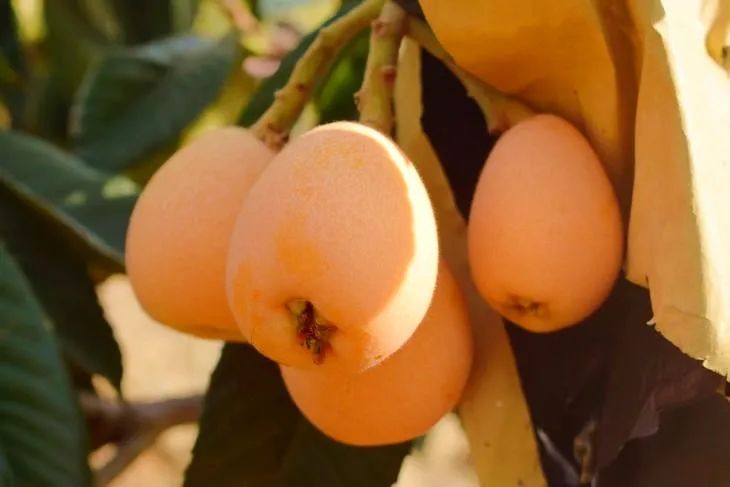 一亩田蔬菜交易平台,一亩田平台批发水果