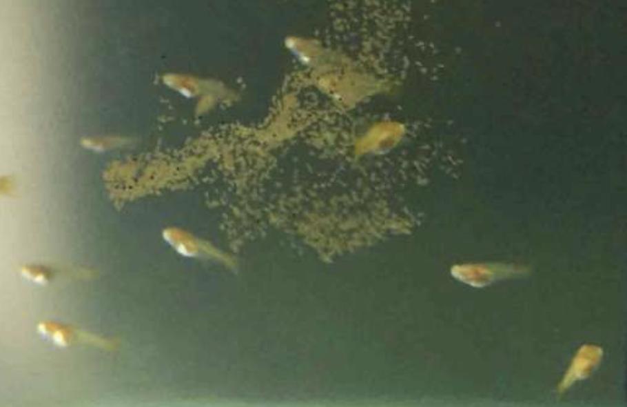 孔雀鱼的幼鱼饲养方法视频,如何饲养热带鱼孔雀鱼幼鱼