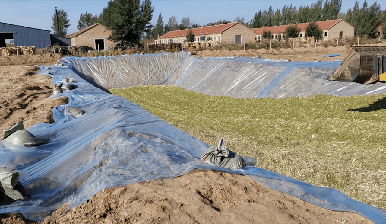 全株青贮和青贮哪个更划算,全株青贮行距