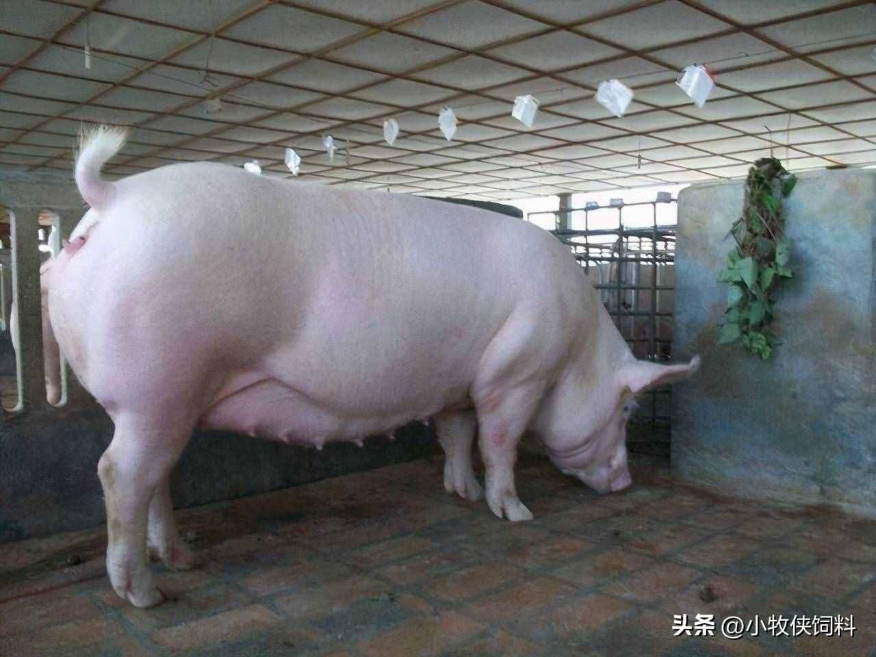 初产母猪产前应做哪些准备,母猪产前有哪些注意事项