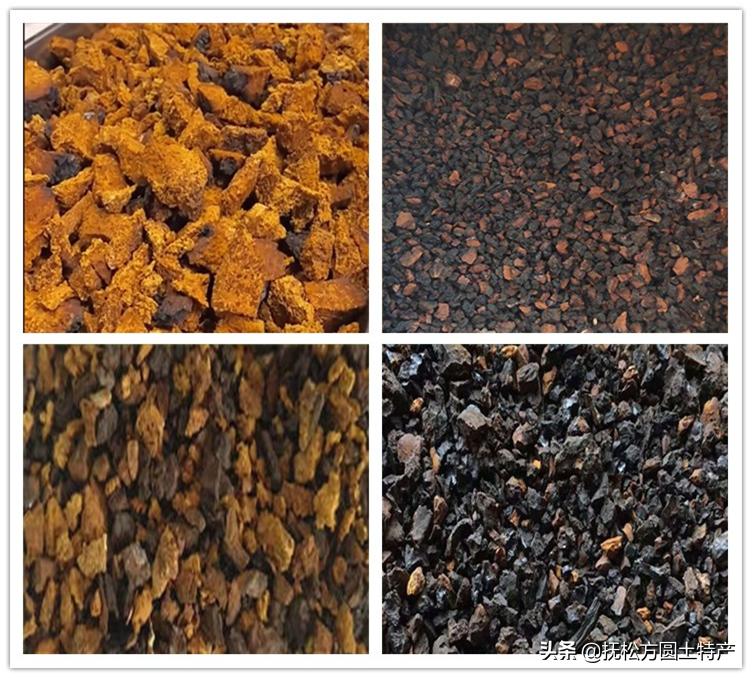 桦树茸用途,桦树茸多糖