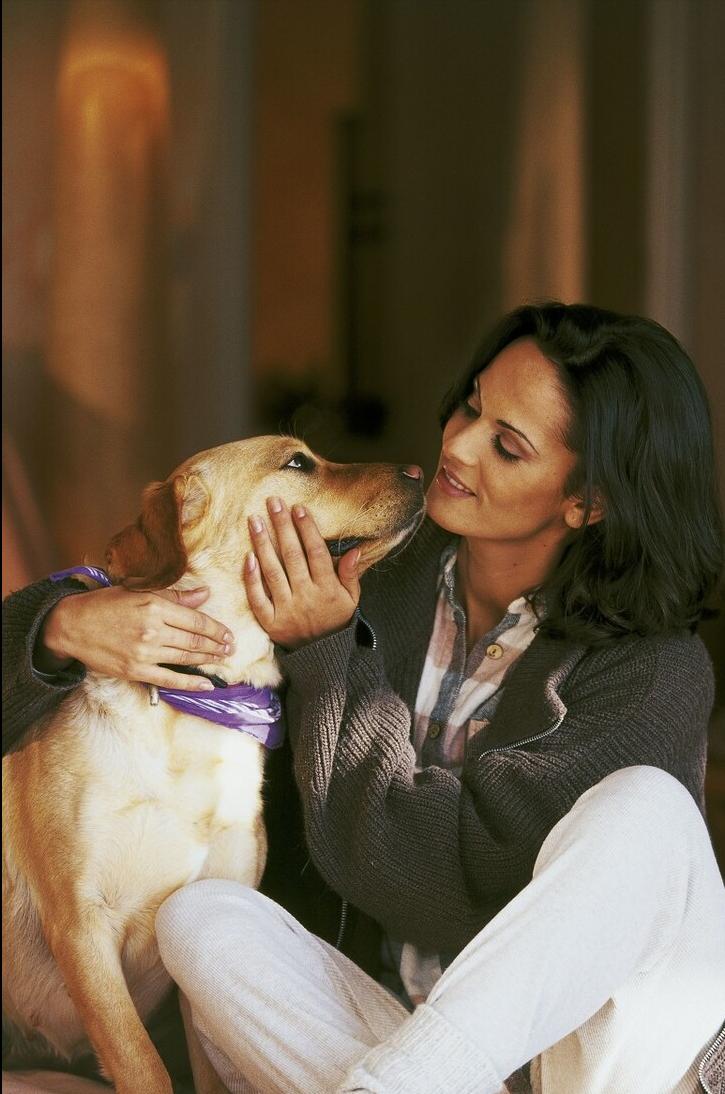 养了拉布拉多有什么缺点,拉布拉多的优点和缺点好养吗