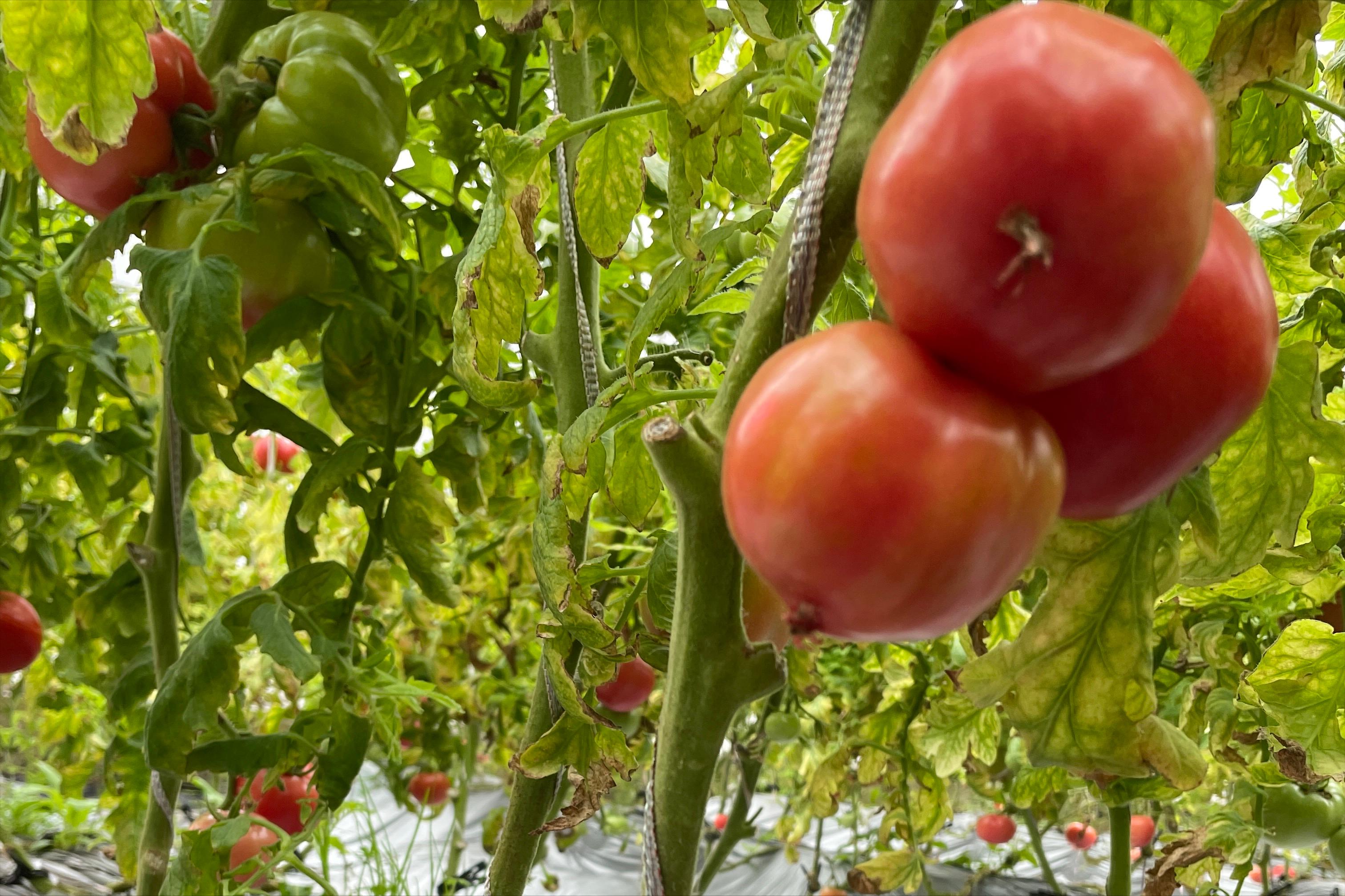 无土栽培营养液配制操作流程,瓜果无土营养液制作