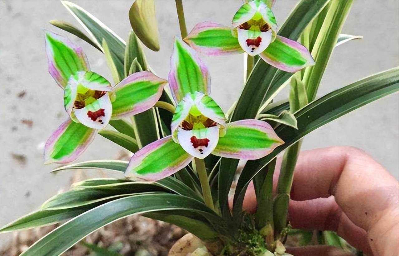 浓香型四季兰金边矮种,最适应在北方养殖的四季兰品种