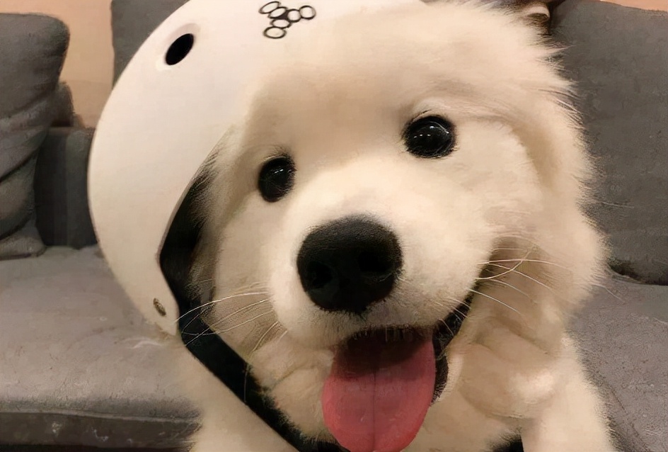 狗狗身上臭味如何消除视频,狗狗身上体味怎么洗掉