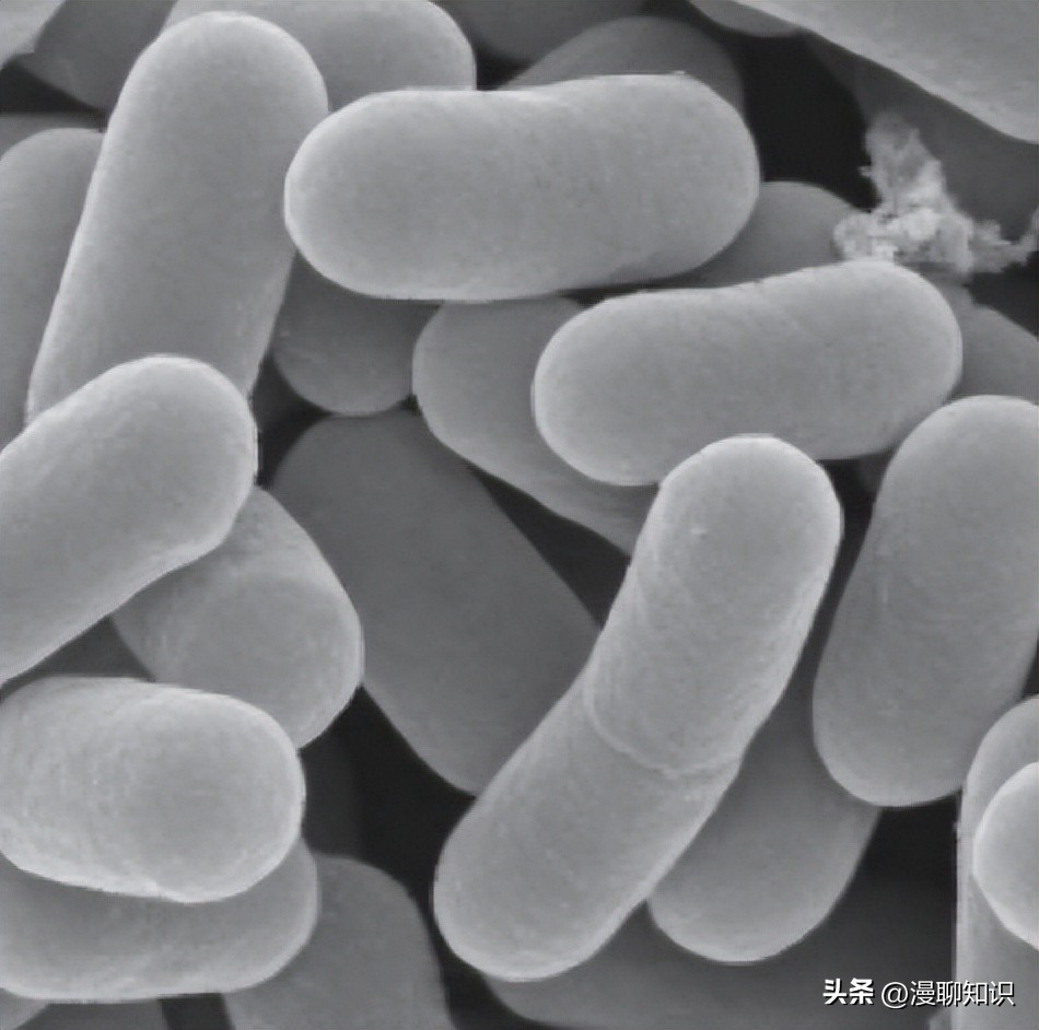 乳酸菌是一种还是一群细菌,乳酸菌是什么东西