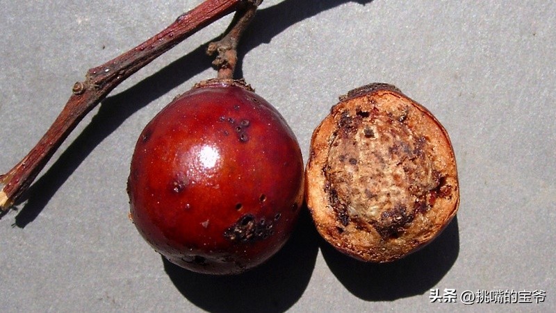 身处非洲，物种孤立进化的马达加斯加，各种奇瓜异果满岛飘香