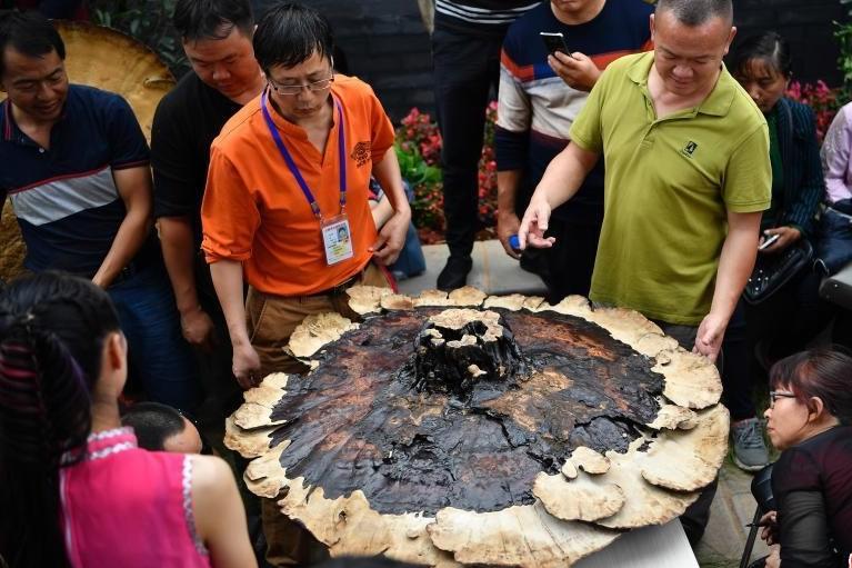 村民挖到肉灵芝是什么,村民挖到肉灵芝后续