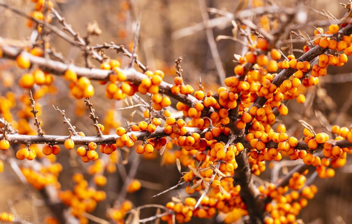 沙棘被评为沙漠黄金,沙棘称为液体黄金吗