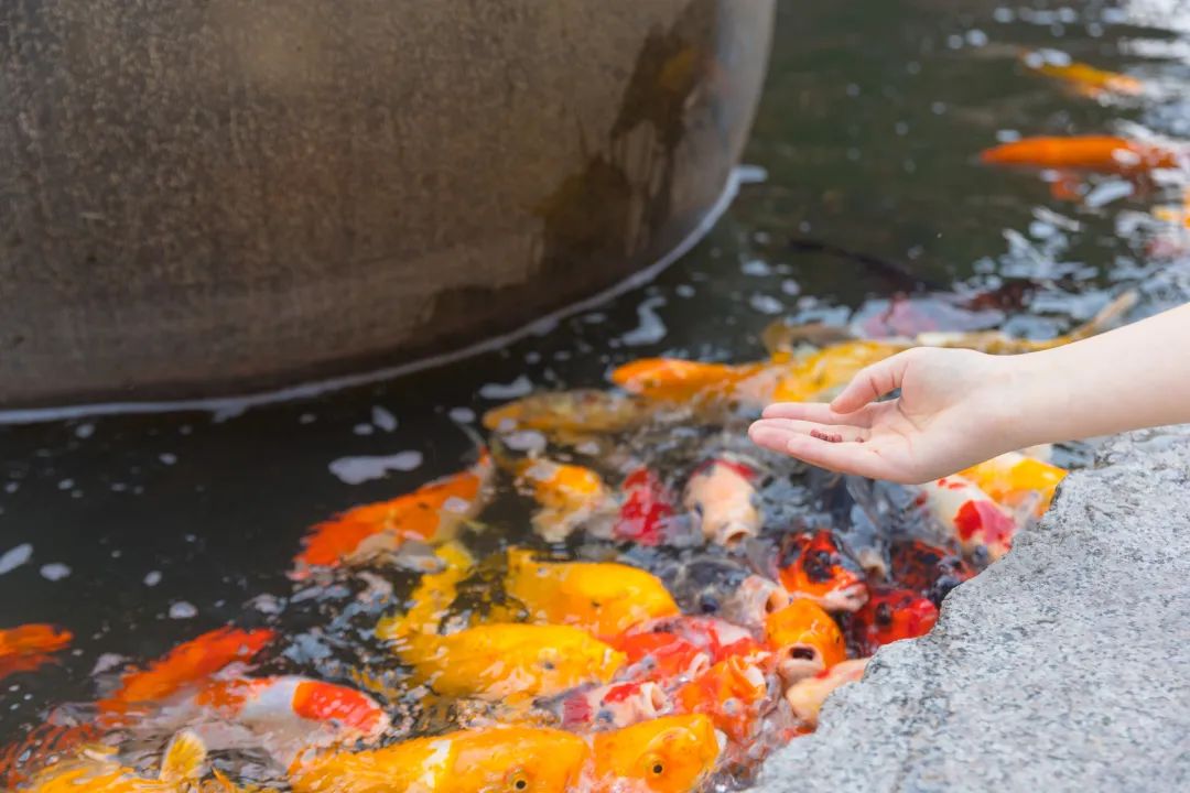 佛教必知小常识,佛教5大冷知识学佛人不可不知