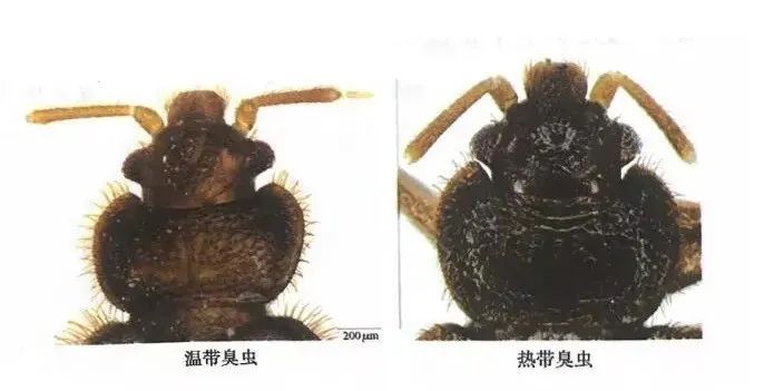 宿舍有臭虫怎么彻底消灭,宿舍有臭虫怎么防止被咬