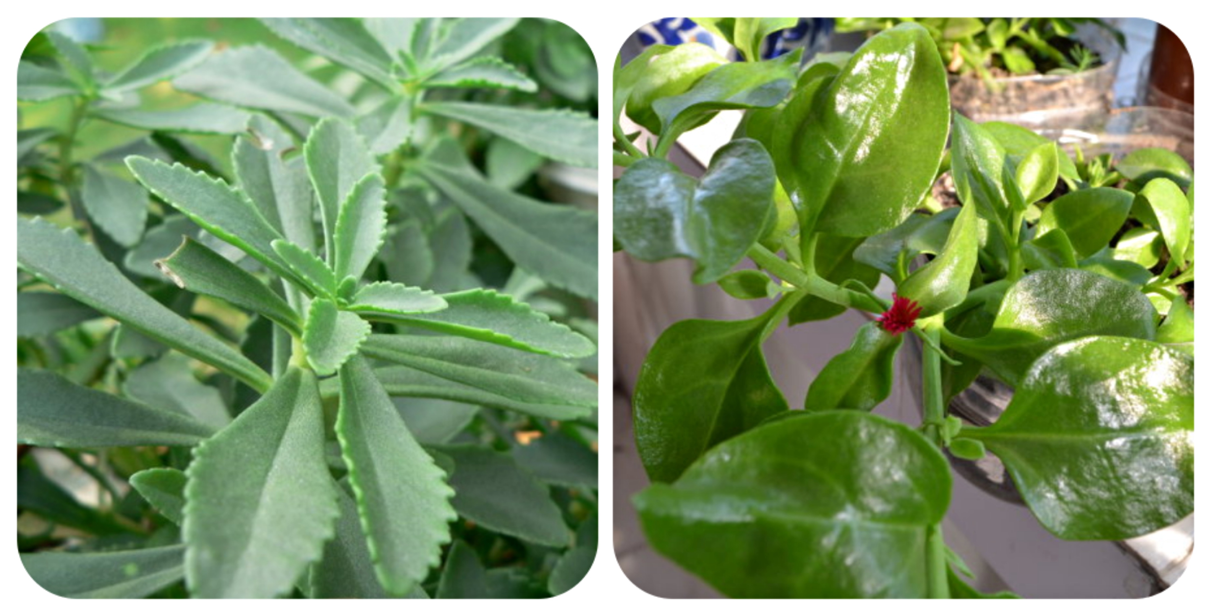 100种野菜大全图解,认识100种野菜视频大全完整版