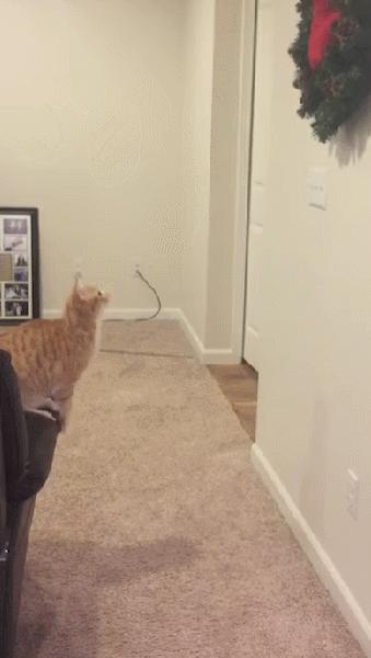 据说养猫超过3年，铲屎官都会变成神经病？