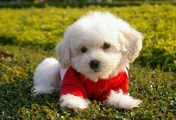 比熊犬一生中的5个阶段你知道吗,带你看看比熊犬