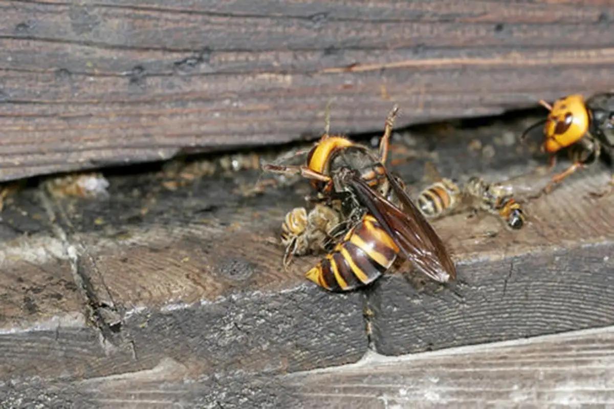 黑寡妇蜘蛛海关查获,截获黑寡妇蜘蛛