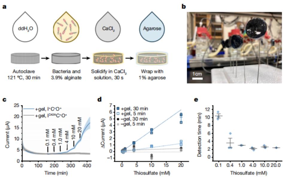未来的生物传感器,人工智能生物传感器