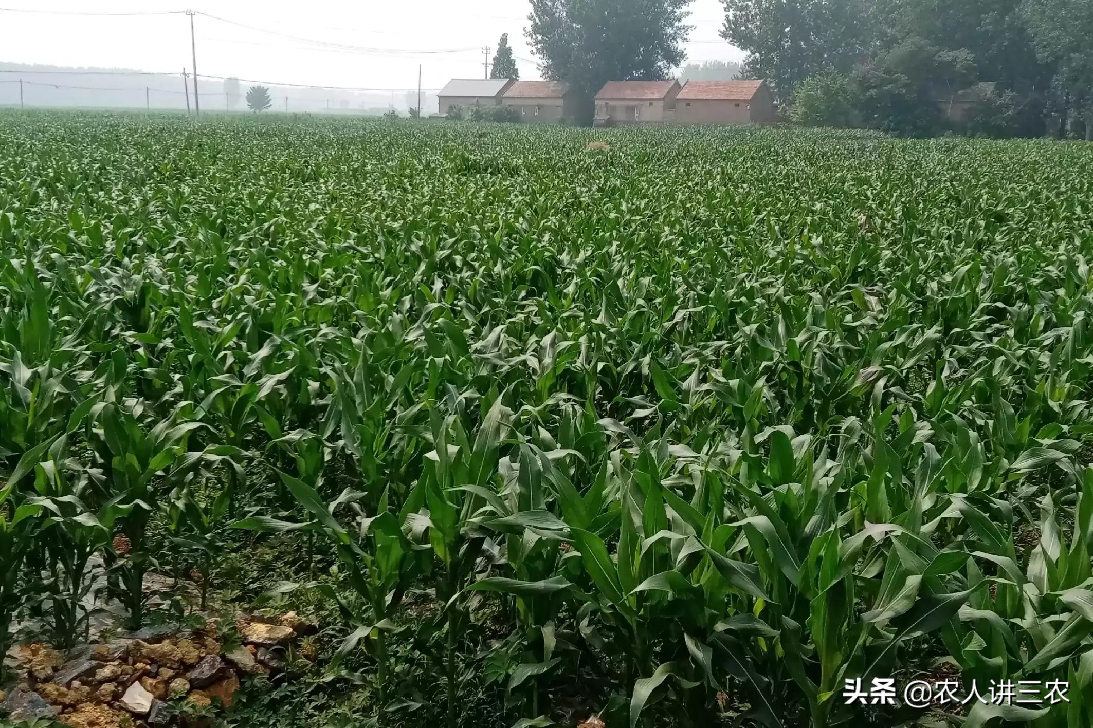 玉米种子高产王多少钱一斤,玉米种子高产王1573