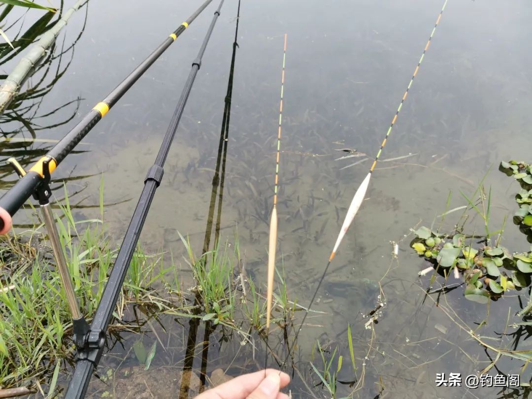 哪种浮漂更有钝感,冬季轻口高灵敏度鲫鱼漂