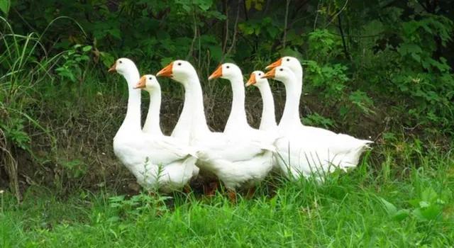 养鹅哪种最有前景,养鹅利润高不高