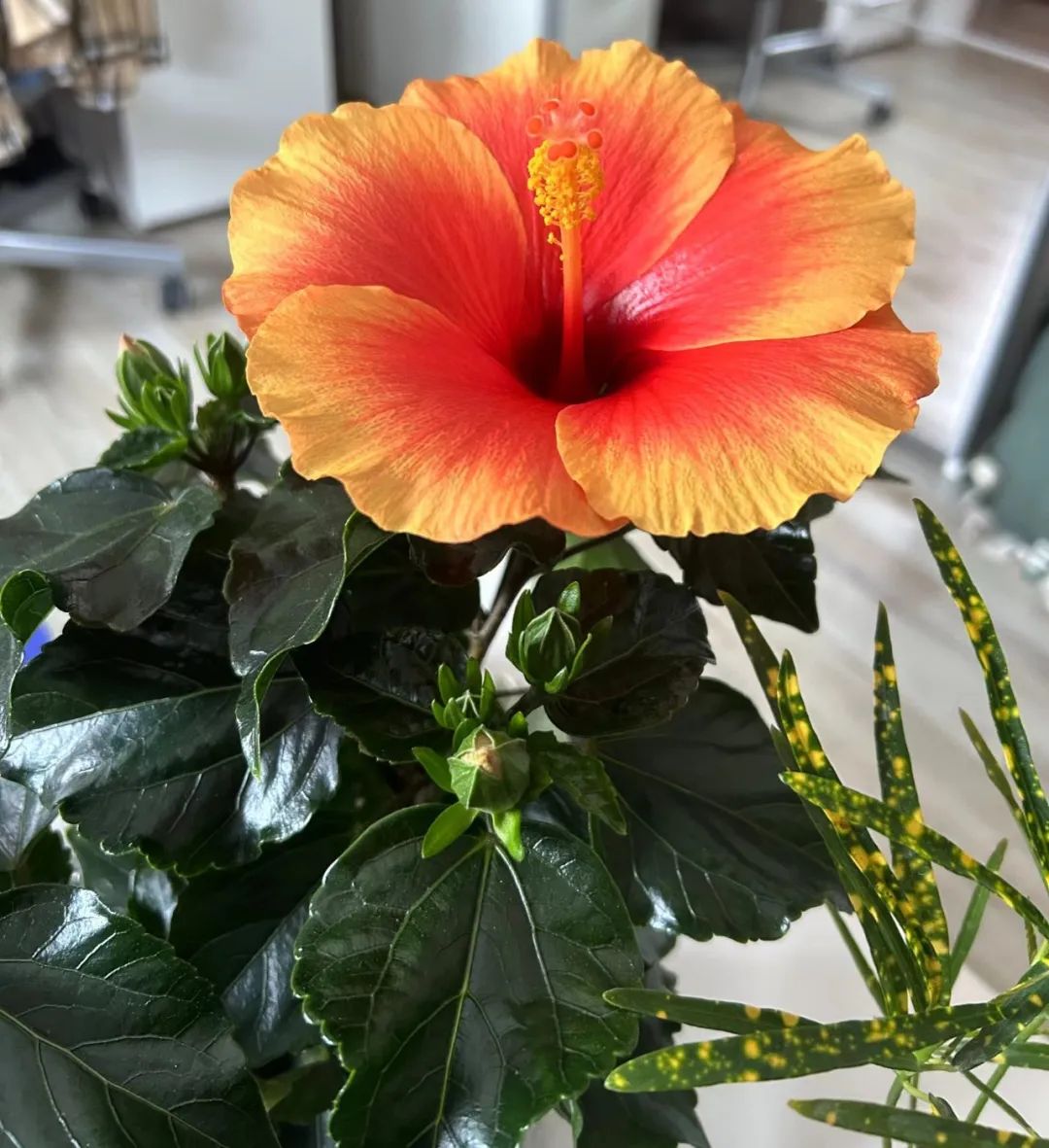 适合夏天养的7种花越晒开花越旺,夏天最能开的10种花越热越能开