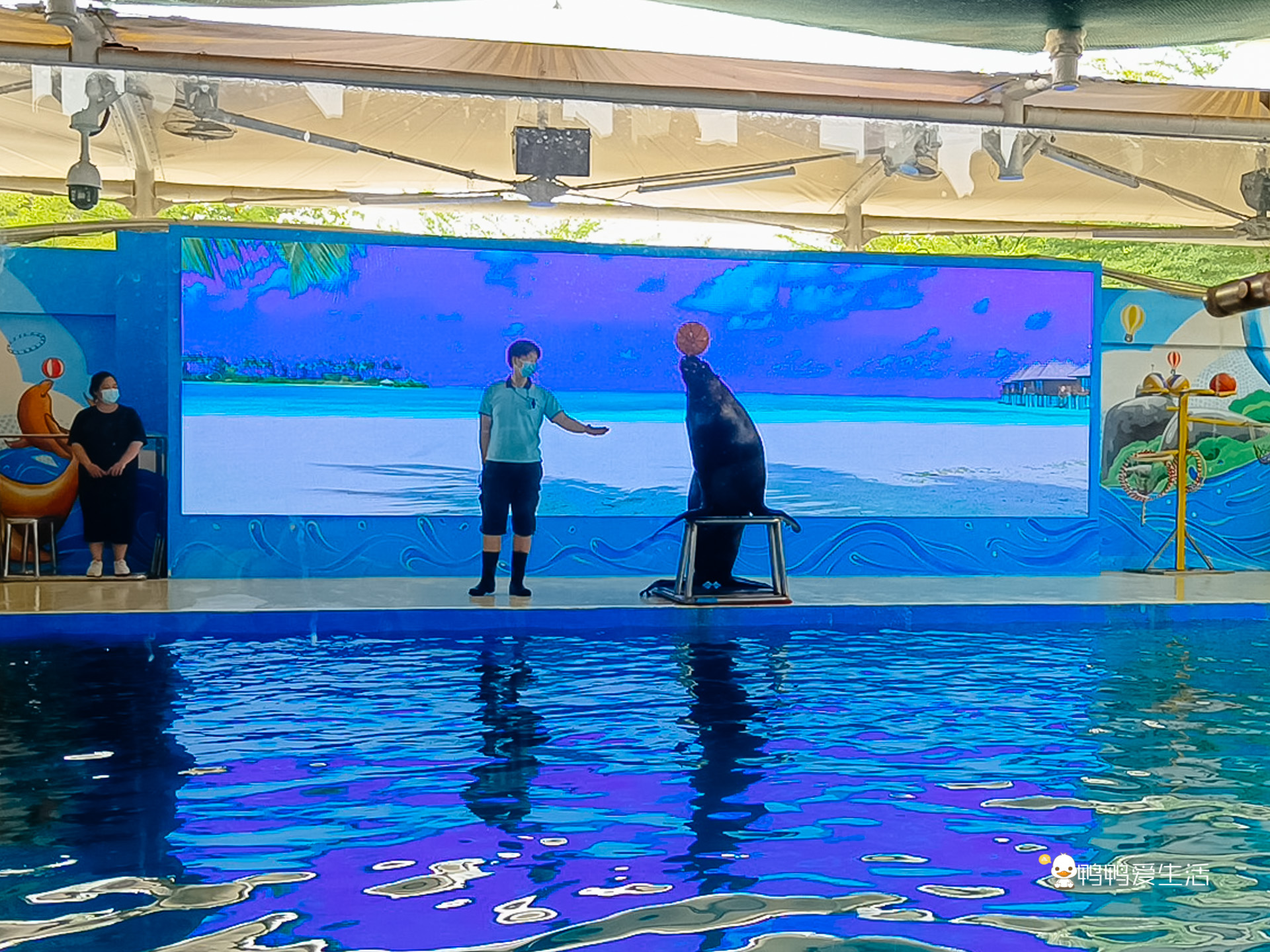 厦门鼓浪屿海底世界的抹香鲸,厦门鼓浪屿亲子旅游攻略