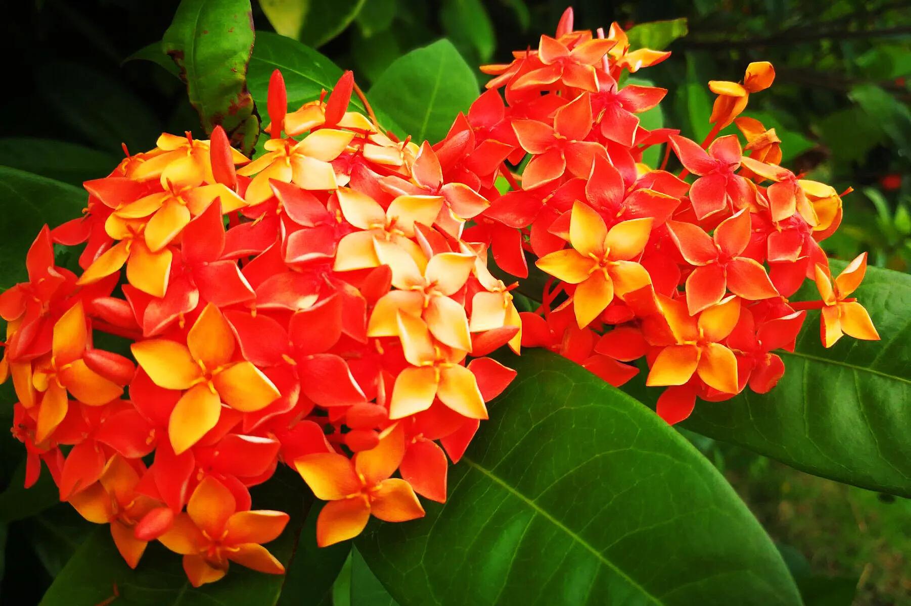 美丽的龙江河,美丽的草原我的家