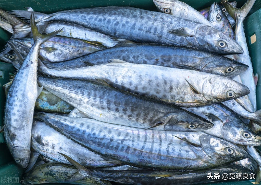 买鲅鱼选择黑尾巴好还是黄尾巴好,买鲅鱼咋分公母