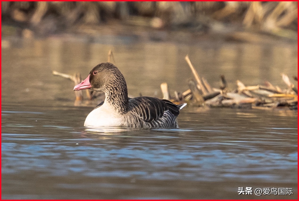 Alpha 1鸟种“加新”之旅 索尼云南拍鸟活动手记