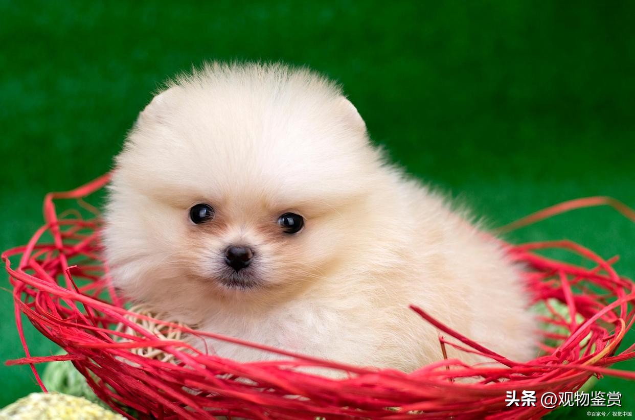 迷你小狗推荐便宜好养,迷你小狗好养活