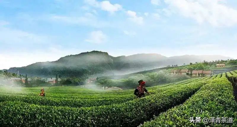 “自古名寺出名茶”，什么样的茶才能称为禅茶呢？