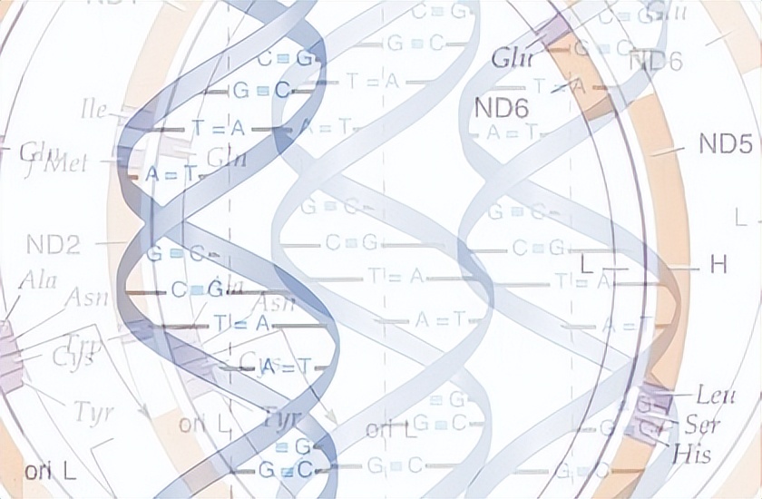 张掖肉牛线粒体DNAD-loop区研究的发展方向和潜在应用价值