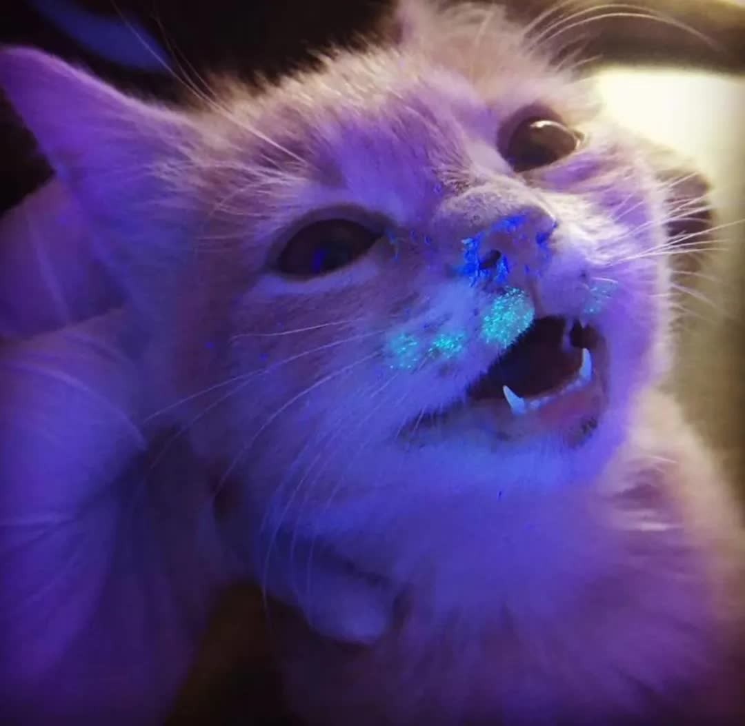 猫癣传染人的症状和治疗,猫癣治疗一般花费多少钱