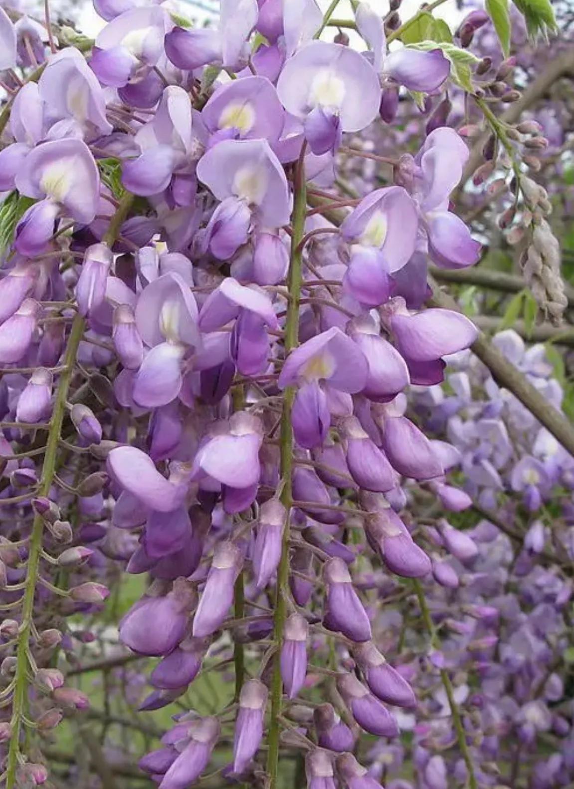 春夏之交，越来越多的花含苞欲放，这一百种娇媚蓓蕾真是美不胜收