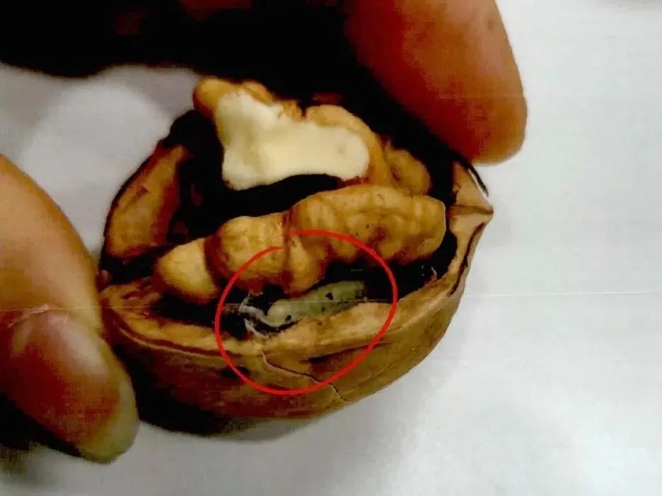 买的核桃发生霉变怎么赔偿,买600斤核桃索赔