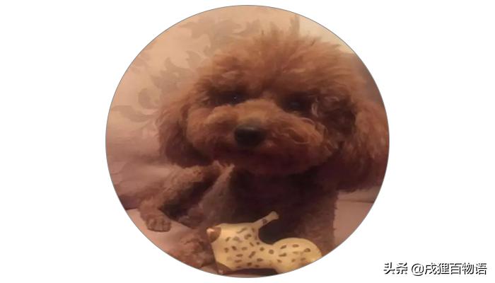 狗狗误食爆炸钩,危险狗狗