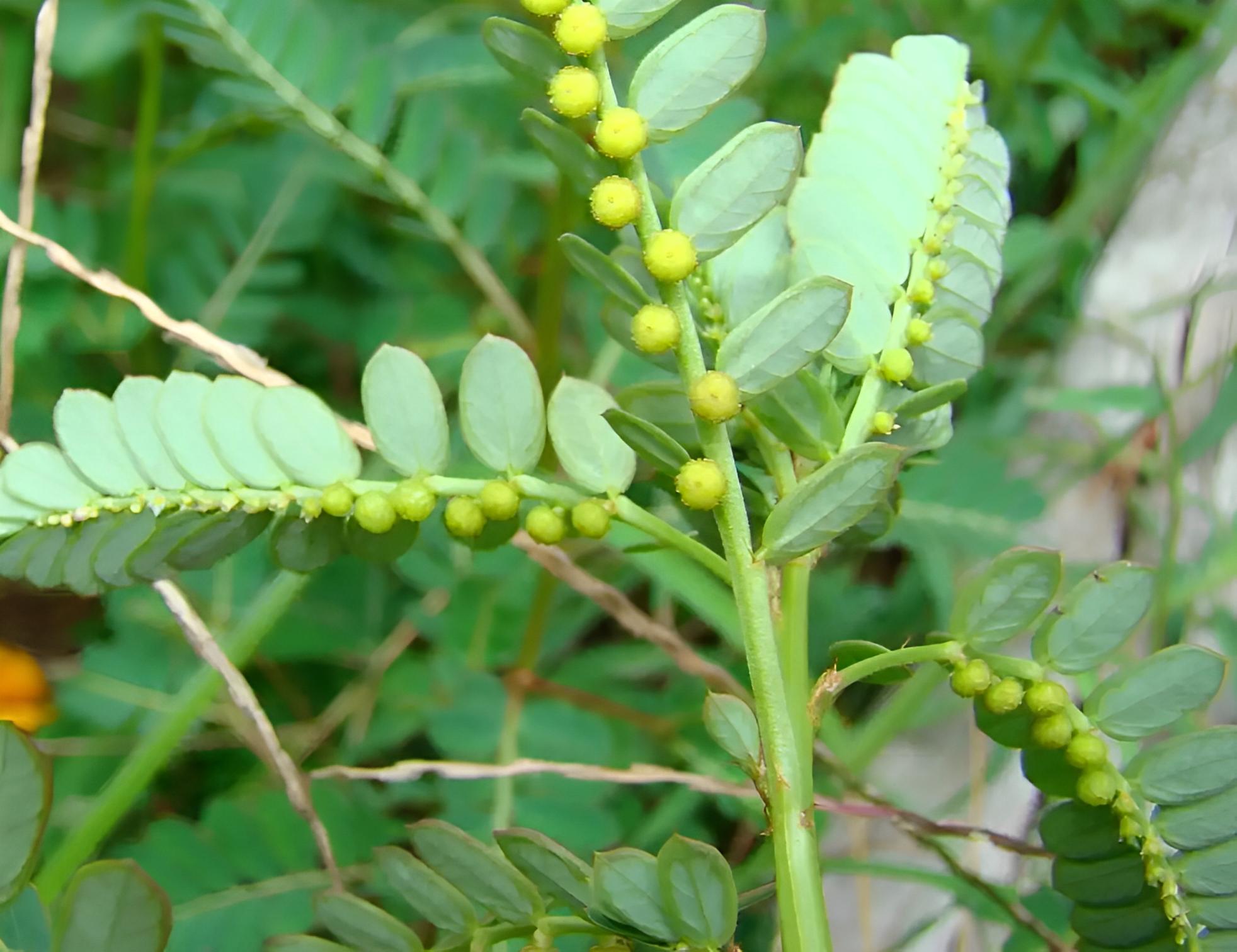 明目草别名,农村明目草的作用