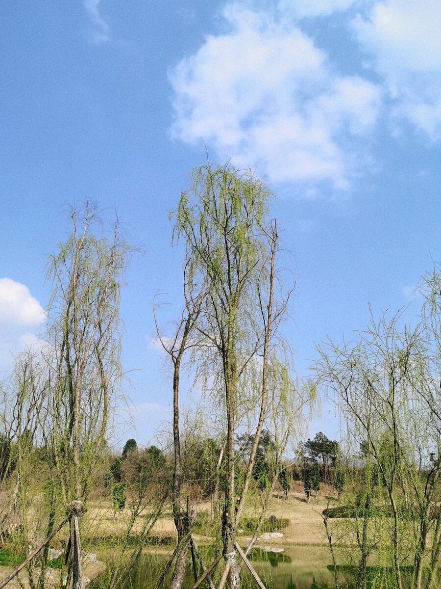 风吹杨柳万千条选段,风吹杨柳万千条指什么生肖