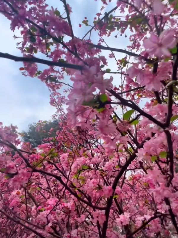 春天昆明赏花有哪些景点,春天来春城昆明7大赏花好去处