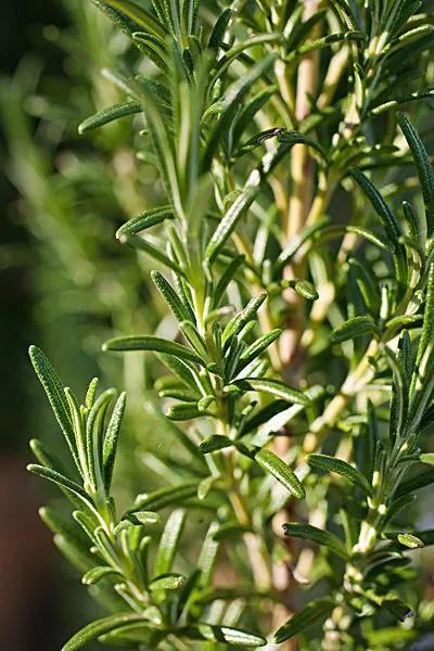 「香料包的秘密10」百里香，千里香，迷迭香，傻傻分不清楚的香料