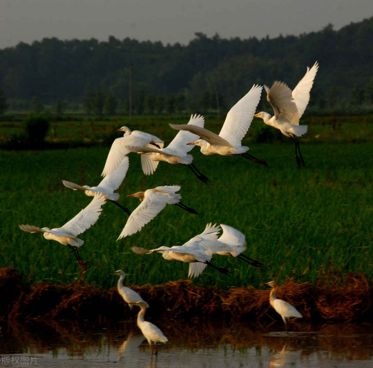 历代咏白鹭的古诗词,咏白鹭古诗意境