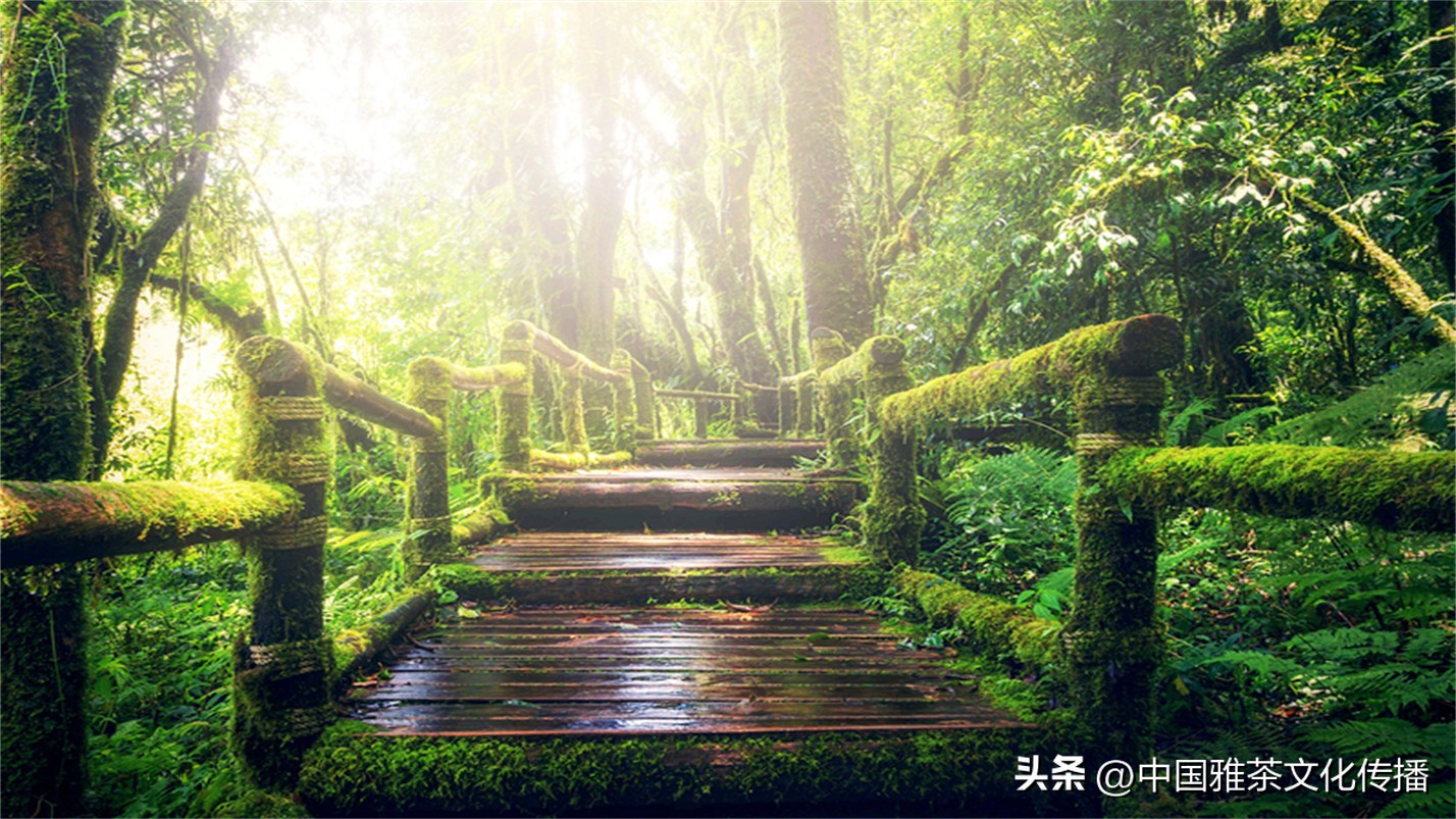 几缕茶香,一壶清茶几缕阳光几分优雅