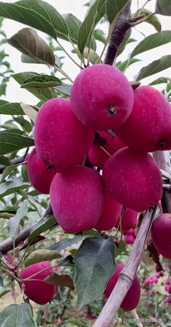 壁纸美图,各种水果,果香四溢,酸甜可口,丰收的喜悦