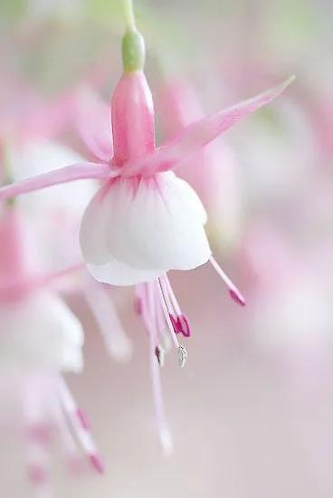 花朵壁纸横版,花朵招财壁纸