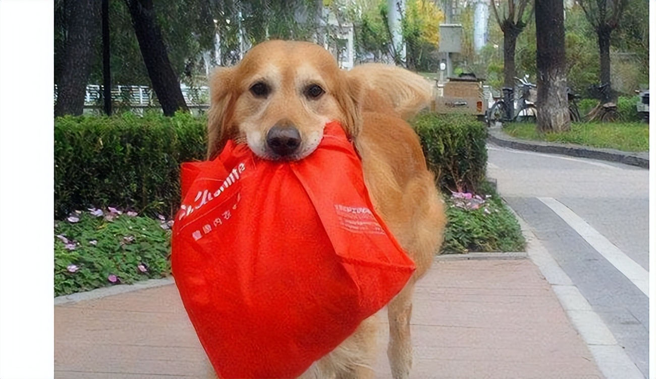 大型犬真的让人很有安全感,建议女生养的大型犬有安全感