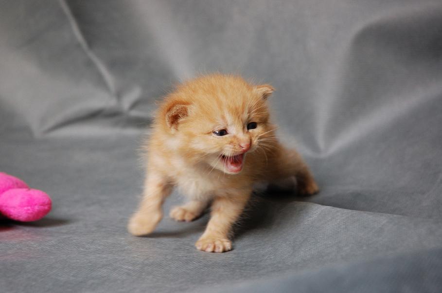 免费领养猫咪杭州,杭州领养日猫咪领养是付钱的吗