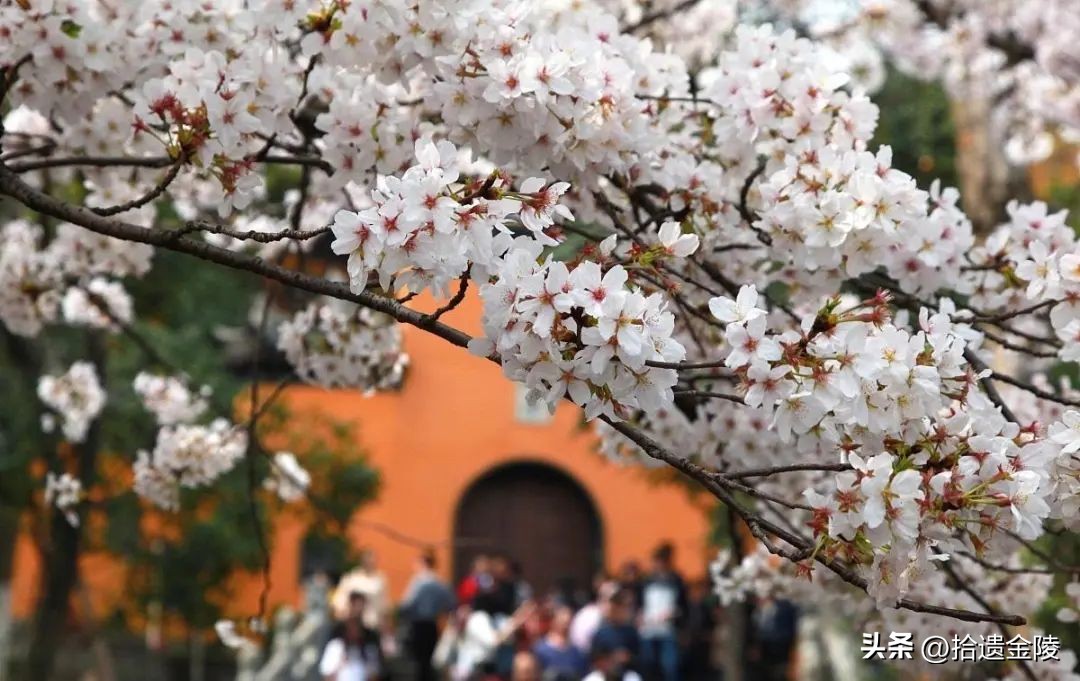 南京鸡鸣寺樱花盛开的时候,鸡鸣寺看樱花要门票吗